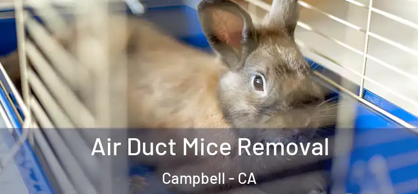  Air Duct Mice Removal Campbell - CA